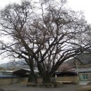 울주 대곡리 반구대 암각화 이미지