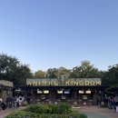(주)스튜디오애니멀 | 올랜도디즈니] 애니멀킹덤 오픈런 팁! 그 유명한 아바타어트랙션 후기