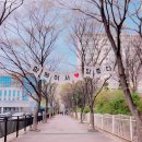 쇠재공원 | 파주 가볼만한곳 봄나들이 파주벚꽃명소 TOP5