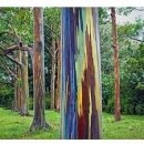 무지개나무 (레인보우 유칼립투스, Rainbow Eucalyptus) 이미지