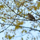 【노랑턱멧새】 &#34;yellow-throated bunting, elegant bunting&#34; 이미지