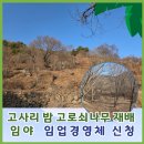 큰꽃지천 | 고사리 밤 고로쇠나무 재배 임야 임업경영체 신청
