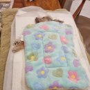 타임투반려동물 장례식장 이미지