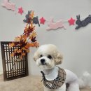 아모르 펫 살롱 이미지