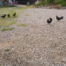 나들이 민박 이미지