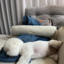 그루밍무무 네이버블로그