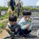 5월 2주 푸른나무반 도시농장 이미지