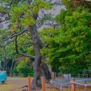 완도 미라리 상록수림 이미지