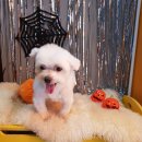 둥글개 둥글개 이미지