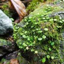 동백공원 생태 이미지