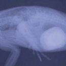 배박사 동물병원 이미지