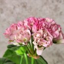 멍구야 놀자 이미지