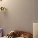 명심근린공원 이미지