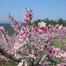 복사꽃마을 이미지