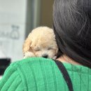 부산강아지분양 디몽 광안리본점 이미지