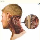 Re: tensegrity 구조 탐구.. myodural bridge의 발생학과 기능!!! 이미지