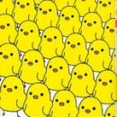 삐약삐약출판사 이미지