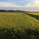 경북농약종묘사 이미지