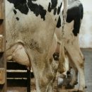 수지목장 이미지