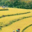 황금물결 이미지