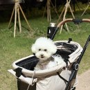 로얄세탁전문점 | 소형 개모차 저렴하게 구매한 후기ㅣ레가토 셀리 이지폴딩