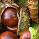 마로니에 이미지