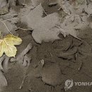 화산주유소 이미지