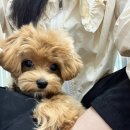 아뜰리에 멍 이미지