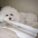 미용1 | 화정애견미용 인생개컷 후기｜푸들전체클리핑 1cm 미용추천!