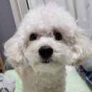 쁘띠그루밍 네이버블로그