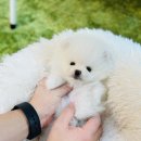 어바웃독 이미지