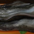 바다장어 이미지