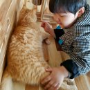 펠리스뻬로 이미지