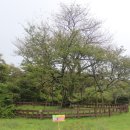 제주 봉개동 왕벚나무 자생지 이미지