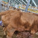 용대축산 이미지