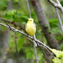 노랑머리 이미지