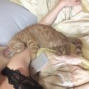 노리댕댕 이미지