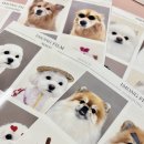 아이몽 애견 유치원 | 의정부애견유치원 아이몽 스튜디오 되다? 견생네컷 후기!