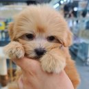 야옹아 멍멍해봐 탕정점 이미지