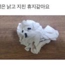 아마도