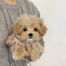 빼로(perro) 이미지