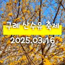 2025 봄 꽃 축제의 시작 [구례 산수유꽃축제] 주차정보 및 공연, 먹거리 후기