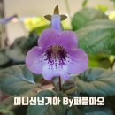 By퍼플마오 미니 신닌기아 키우기 삽목 번식 방법 꽃 게스네리아과 식물 관리