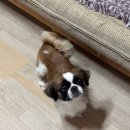 냥이조아 | 평택 유기동물쉼터 콜리하우스 고양이 후원물품 전달 후기