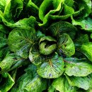 치커리(chicory) 이미지