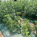 이천시농업기술센터 이미지