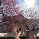 양산 통도사 실시간 홍매화 명소 우담바라 위치 주차비 후기