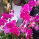 고령농장(2) 이미지