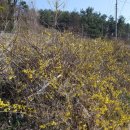 개나리민박 이미지