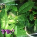 그라비올라